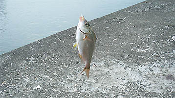 120708_1523tanago.jpg(35727 byte)
