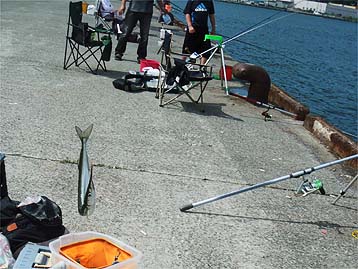 120716_1359sayori.jpg(39232 byte)