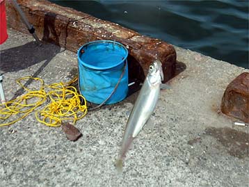 120716_1419tika.jpg(34971 byte)