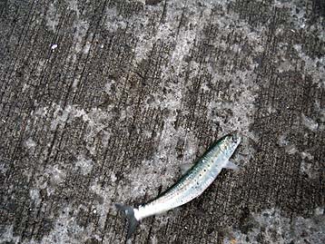 120724_1516maiwasi.jpg(53066 byte)