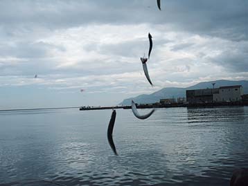 120724_1736katakuti.jpg(18952 byte)