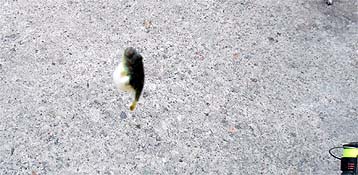 120802_1609fugu.jpg(29409 byte)