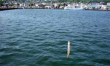 120814_1210kotika.jpg(27557 byte)