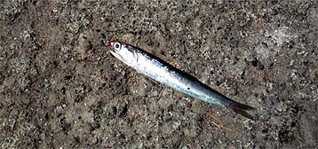 120814_1230katakuti.jpg(32251 byte)