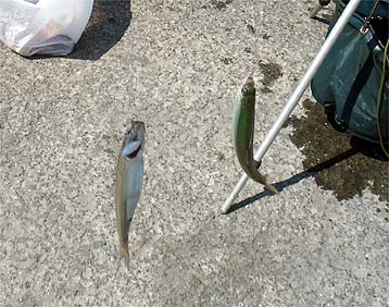 120814_1236tikadaburu.jpg(40867 byte)