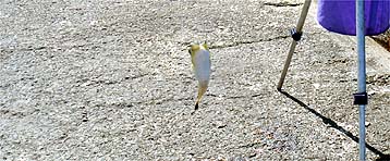 120814_1337fugu.jpg(30722 byte)