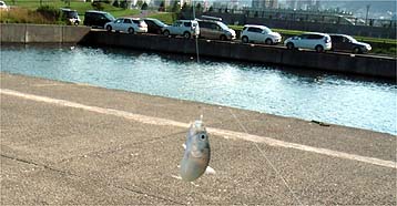 120814_1535ma.jpg(24900 byte)