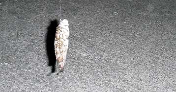 120814_1943soi.jpg(27441 byte)