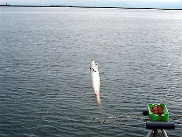 120817_0844ma.jpg(28017 byte)