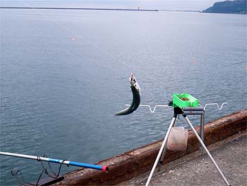 120817_1402ma.jpg(23141 byte)