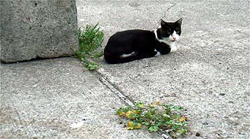 120831_1625neko.jpg(32122 byte)