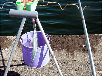 120923_1045sayori.jpg(43202 byte)