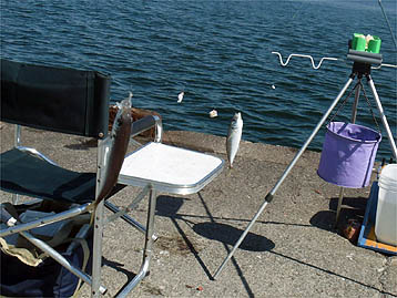 120923_1112aji.jpg(41695 byte)