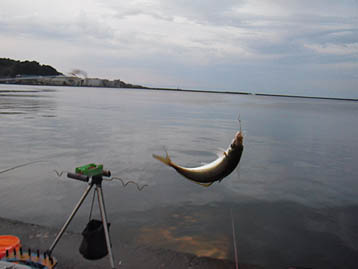 120923_1714aji.jpg(17134 byte)