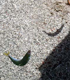 120926_1344saba.jpg(43463 byte)