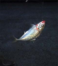 120926_1740aji.jpg(13400 byte)