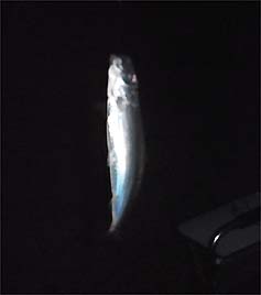 120926_1755aji.jpg(9003 byte)