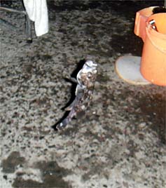 120926_1830soi.jpg(24179 byte)
