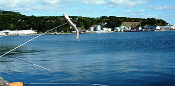 121008_0944tika.jpg(24489 byte)