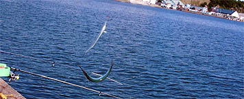 121008_1047sayori.jpg(25947 byte)