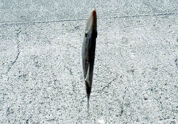 121008_1204umadura.jpg(46594 byte)