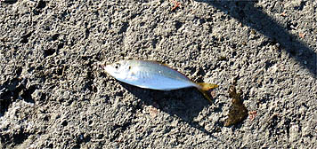 121008_1529aji.jpg(47965 byte)