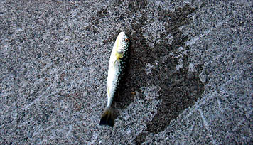 121111_1306fugu.jpg(44785 byte)