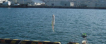 121111_1314tika.jpg(30782 byte)