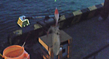 121111_1638mame.jpg(19504 byte)