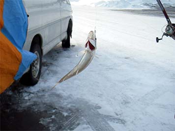 121221_1454nisin.jpg(19272 byte)