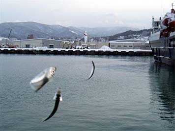 121221_1506nisin.jpg(20940 byte)