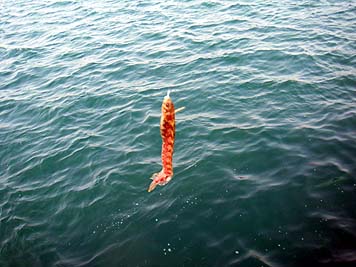 130423_1516ganji.jpg(30235 byte)
