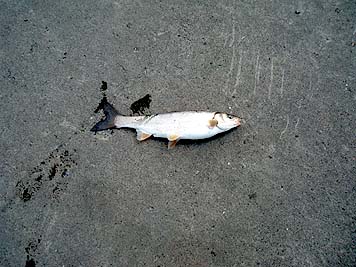 130509_1311ugui.jpg(32230 byte)