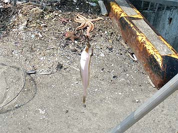130509_1345karei.jpg(45340 byte)