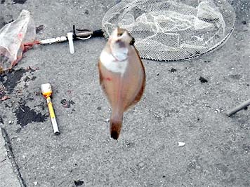 130509_1815karei.jpg(37218 byte)