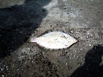 130524_1429kuro.jpg(36431 byte)