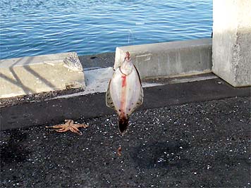 130524_1733kuro.jpg(33049 byte)