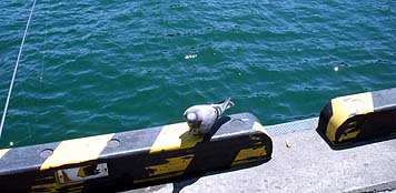 130613_1209hato.jpg(22333 byte)