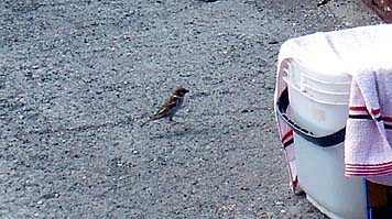 130613_1453suzume.jpg(30133 byte)