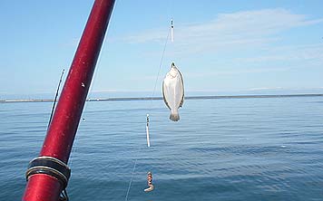 130613_1551karei.jpg(17467 byte)