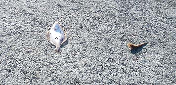 130613_1649double.jpg(39274 byte)