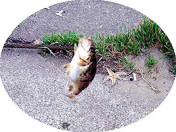 130619_1617soi.jpg(41259 byte)