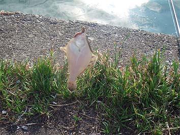 130628_1625karei.jpg(43140 byte)