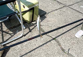130704_1430tika.jpg(42011 byte)