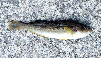 130704_1438tibiabu.jpg(38480 byte)