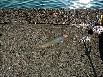 130704_1656tika.jpg(46366 byte)