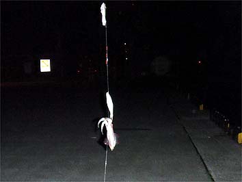 130704_2003mame.jpg(12701 byte)