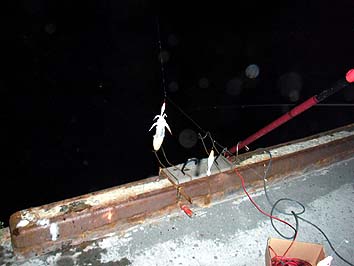 130711_2027mame.jpg(21009 byte)