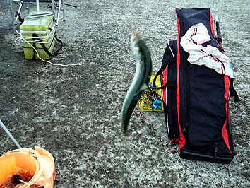 130722_1311maiwasi.jpg(45742 byte)
