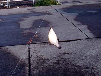 130815_0550karei.jpg(27400 byte)